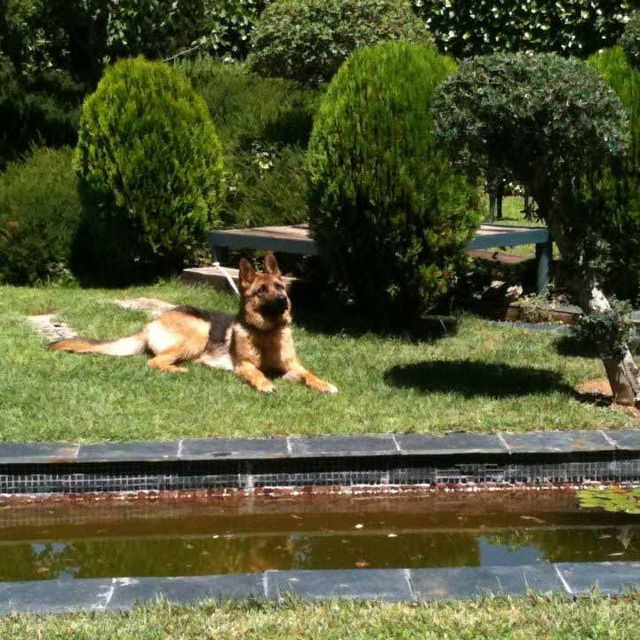 Ilex Paisajistas perro en jardín